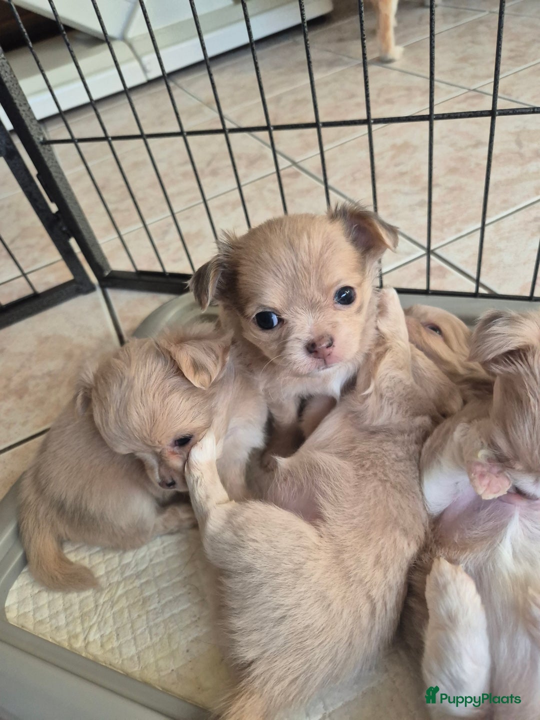 Chihuahua honden te koop: Chihuahuapups creme red merle - Advertentie 3