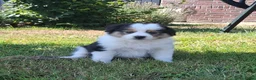 Kruising honden te koop: Shepherd puppy's  - Advertentie 12