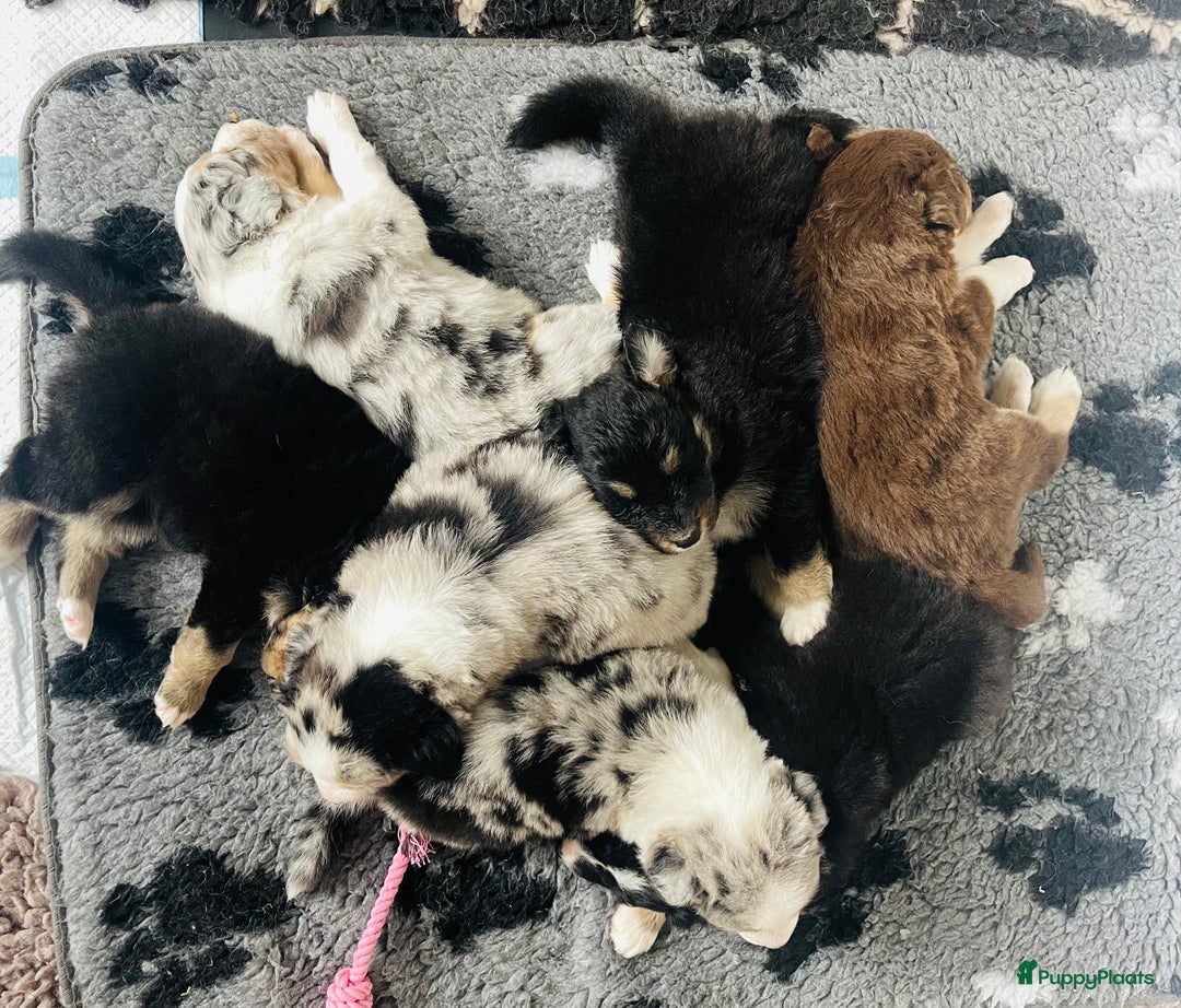 Australian Shepherd honden te koop: Prachtige pups Australian shepherd X Pomsky  - Afbeelding 14
