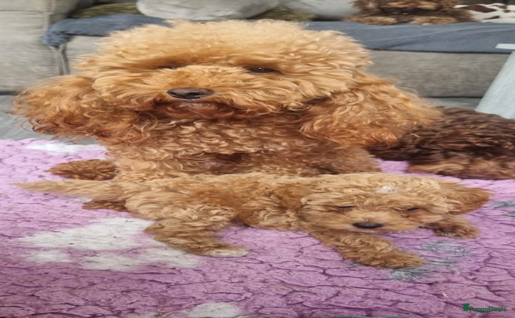 Poedel Toy honden - Advertentie 8