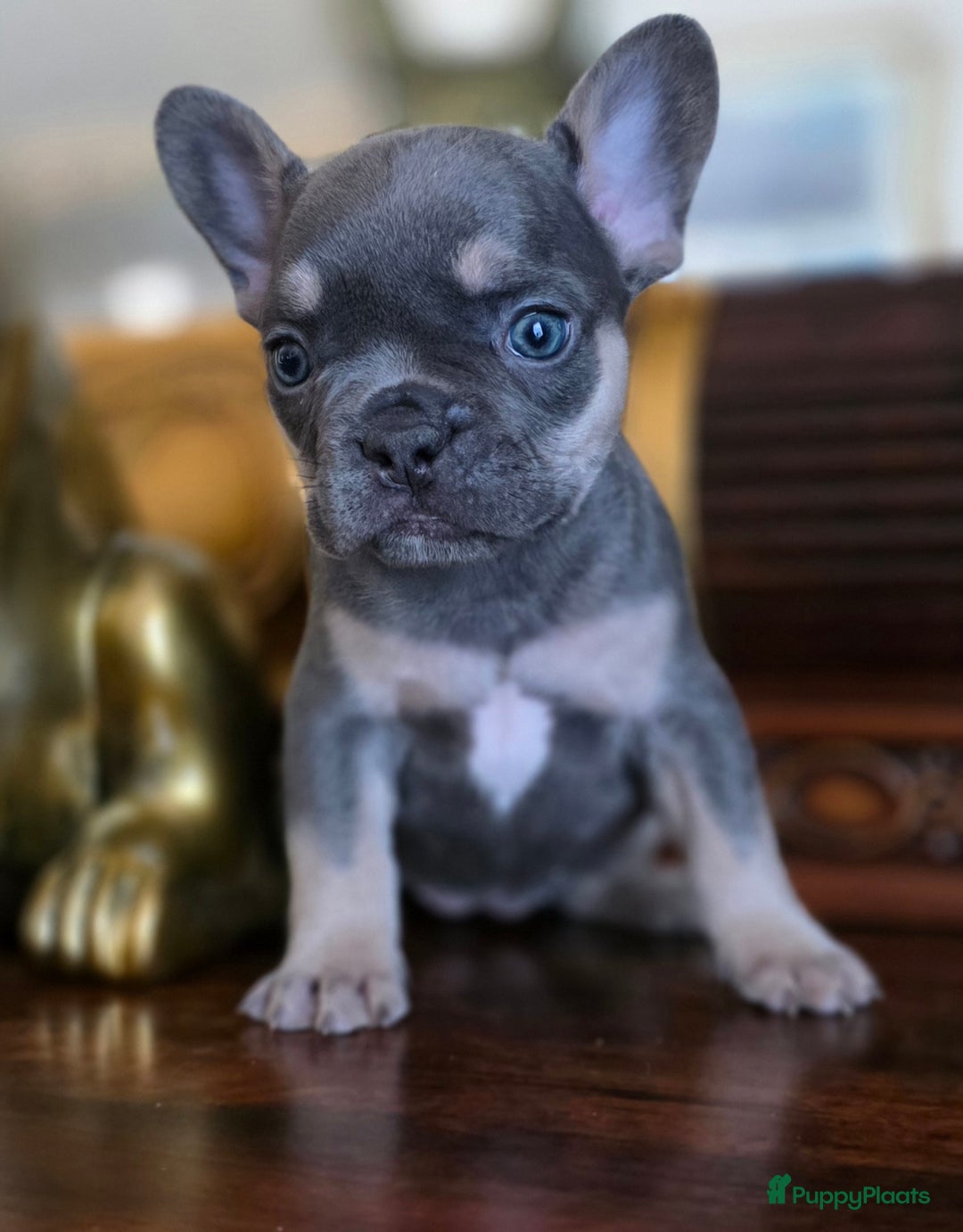 Franse Bulldog honden te koop: Super knappe, raszuivere franse bulldog pups - Advertentie 1