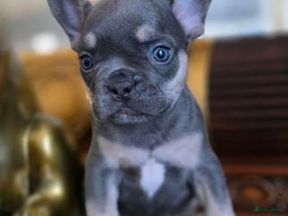 Franse Bulldog honden te koop: Super knappe, raszuivere franse bulldog pups - Advertentie 1