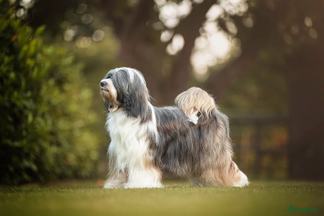 Tibetaanse Terriër honden te koop: Tibetaanse terrier pups FCI stamboom.  - Advertentie 1