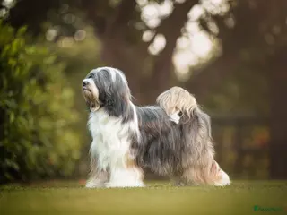 Tibetaanse Terriër honden Tibetaanse terrier pups FCI stamboom. - Advertentie 12