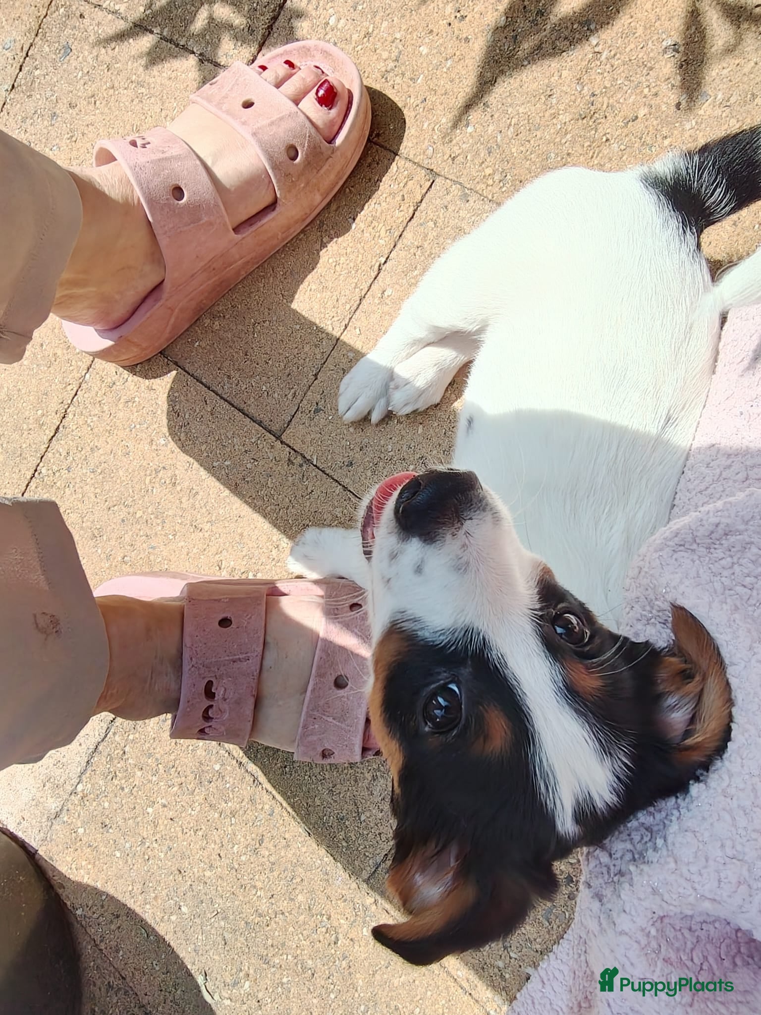 Jack Russel Terriër honden Lieve jack Russell pups te koop (2reutjes) - Advertentie 2