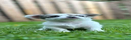 Chihuahua honden te koop: Mooie langharige chihuahua pups - Advertentie 7