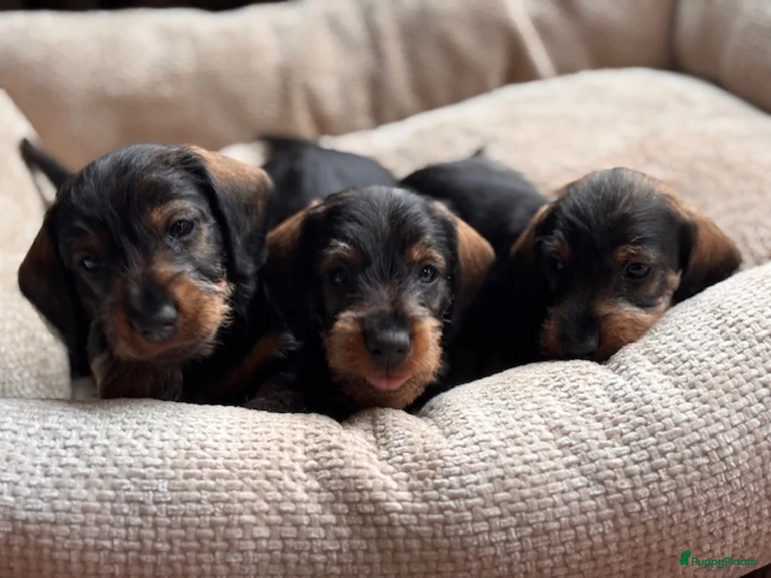 Ruwhaar Teckel honden te koop:  ruwhaar dwergteckel pups MET STAMBOOM  - Advertentie 6