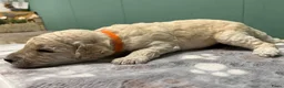 Labradoodle honden te koop: Labradoodle - Advertentie 11