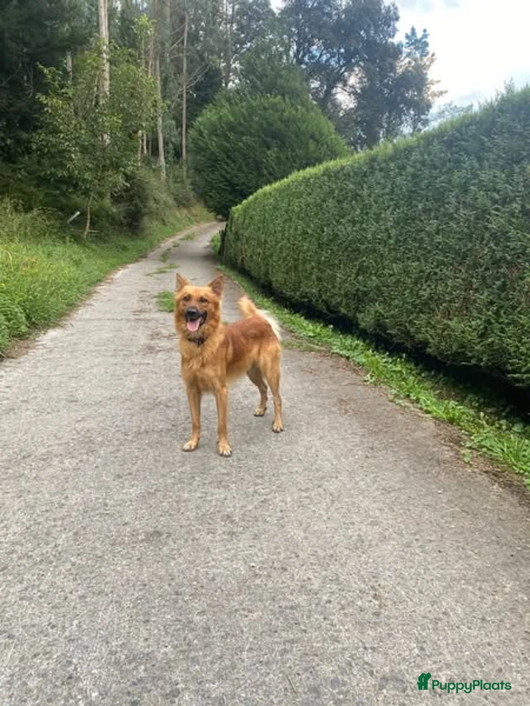 Kruising honden ter adoptie: Gastgezin gezocht voor een Baskische herder reu - Advertentie 2