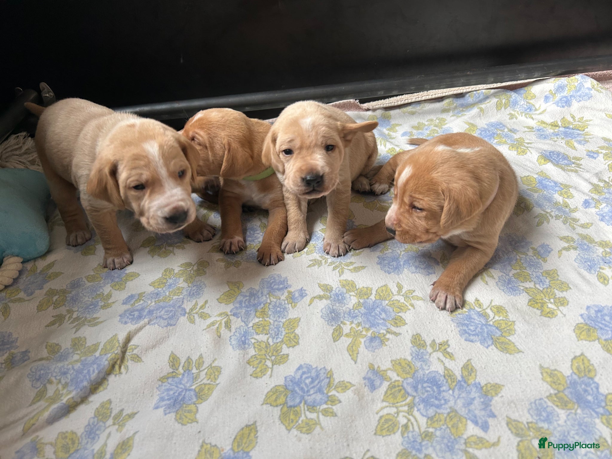 Kruising honden Dalmador 14 maart geboren nog 3 beschikbaar - Advertentie 4