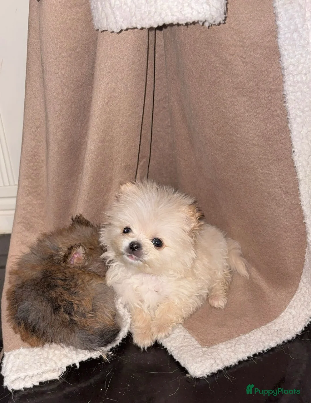 Pomeriaan honden te koop: Pomeriaan Pomeranian Pups Reutjes Geteste Ouders - Advertentie 3