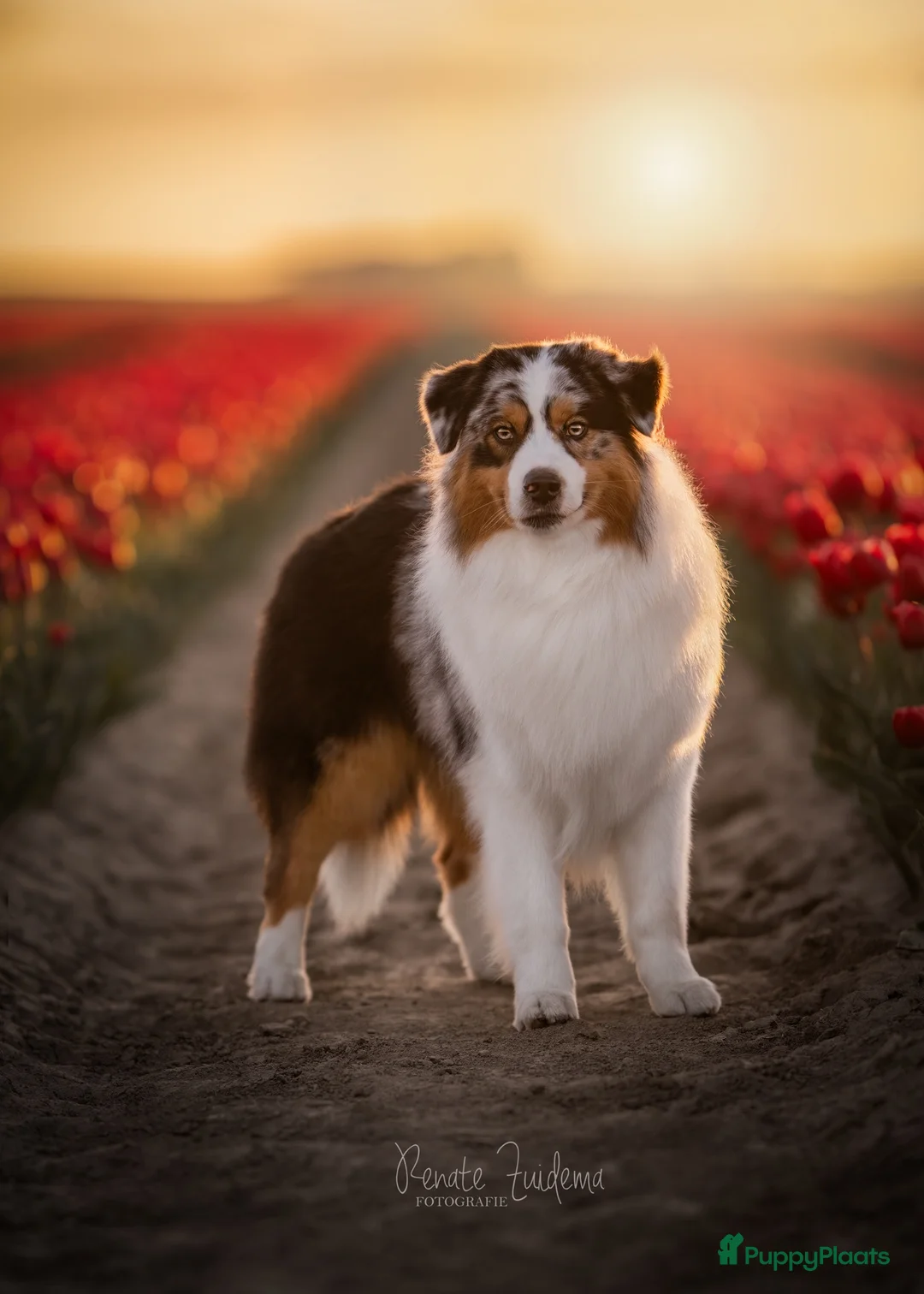 Australian Shepherd honden ter dekking: Ter dekking Australian Shepherd reu - Advertentie 2