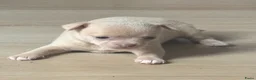 Chihuahua honden te koop: Lieve Chihuahua pups te koop - Advertentie 3