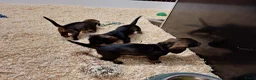 Ruwhaar Teckel honden te koop: Ruwharige teckel pup's in Barchem - Advertentie 5