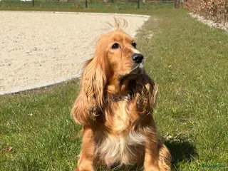 Cockapoo honden Super leuke cockapoo pups te koop - Advertentie 1