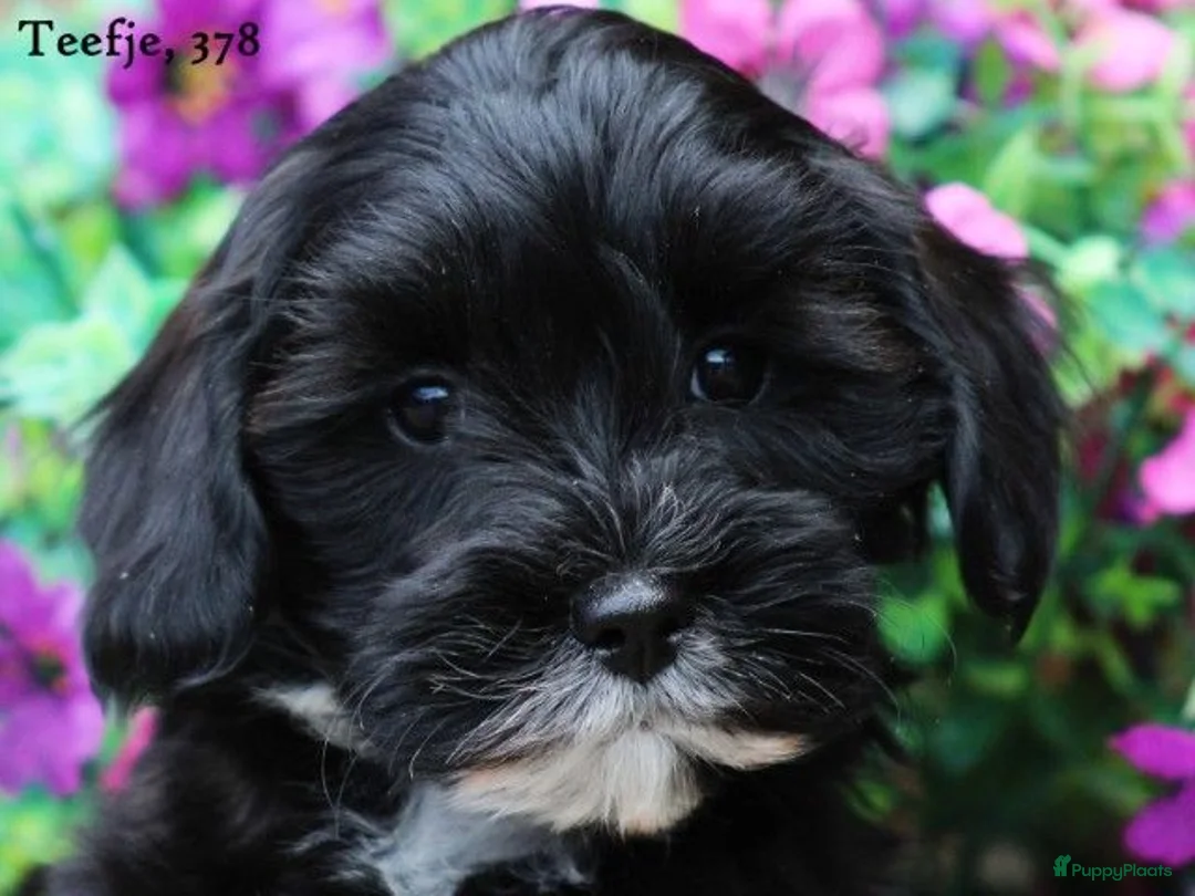 Kruising honden te koop: Knappe Boompoo pups - Advertentie 15