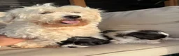 Kruising honden te koop: Prachtige boomer pups  - Advertentie 14