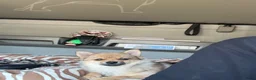 Pomchi honden te koop: Pomchi in Zutphen - Advertentie 2