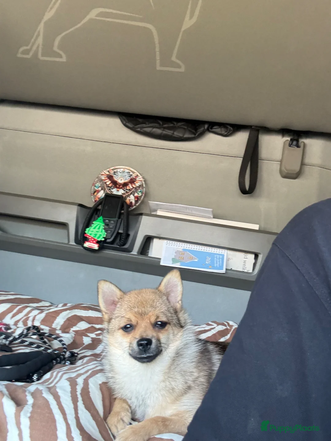 Pomchi honden te koop: Pomchi in Zutphen - Advertentie 2