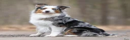 Australian Shepherd honden te koop: Australian shepherd pups - Advertentie 2