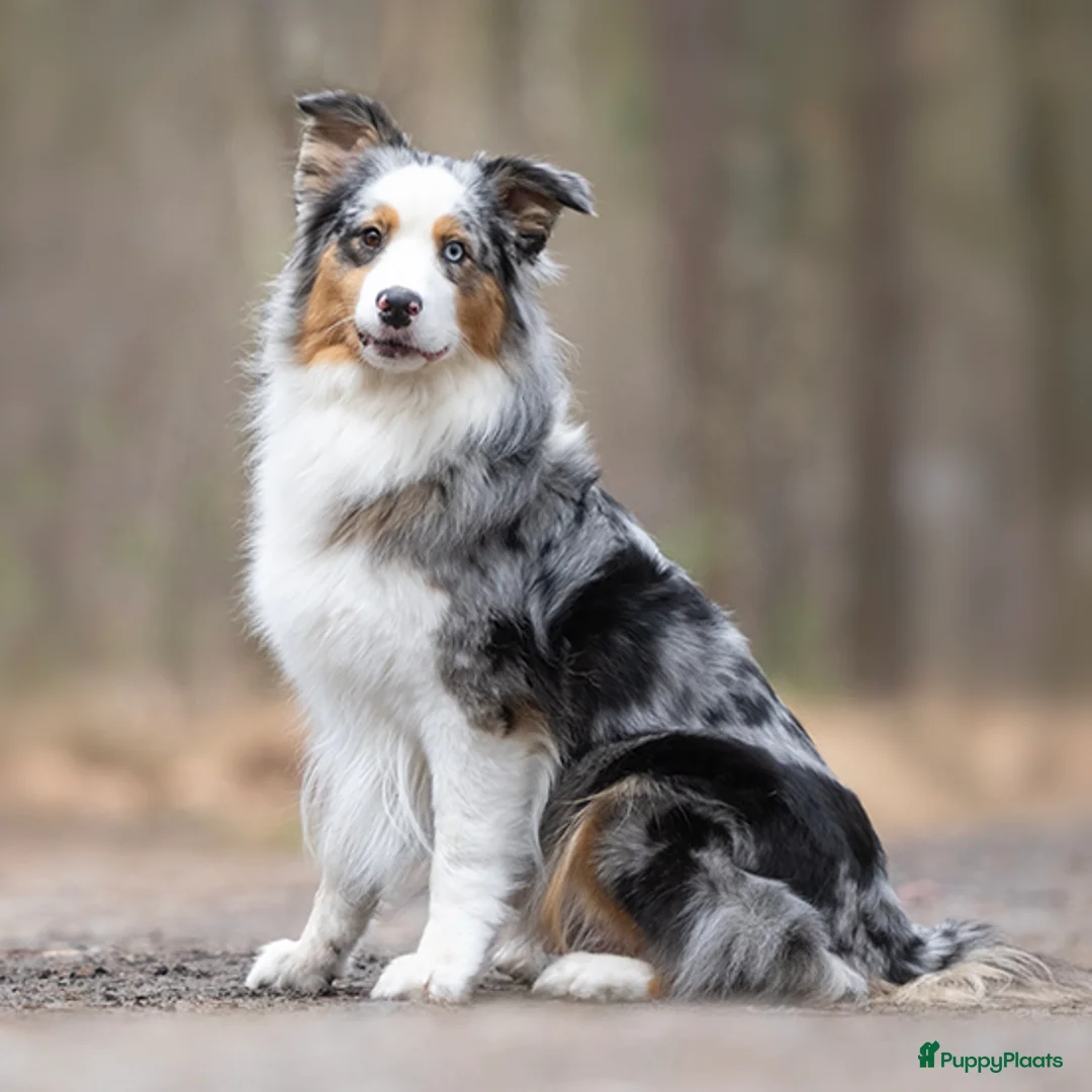 Australian Shepherd honden te koop: Australian shepherd pups - Advertentie 2