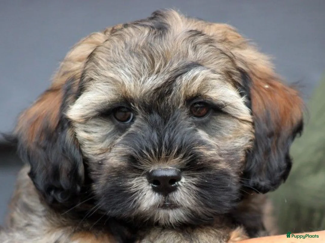 Maltipoo honden te koop: Knappe Maltipoo pup. - Advertentie 8
