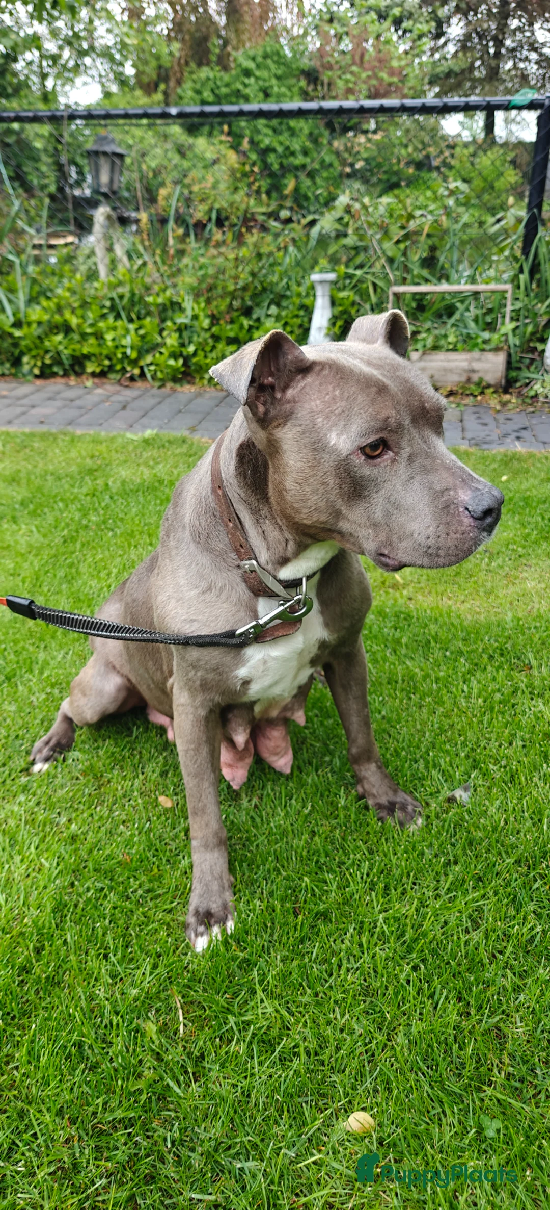 American Staffordshire Terriër honden te koop: Amerikaanse stafford pups - Advertentie 2
