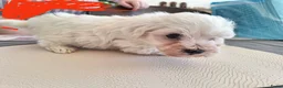 Kruising honden te koop: Maltichon - Advertentie 2