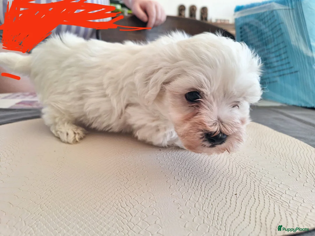 Kruising honden te koop: Maltichon - Advertentie 2