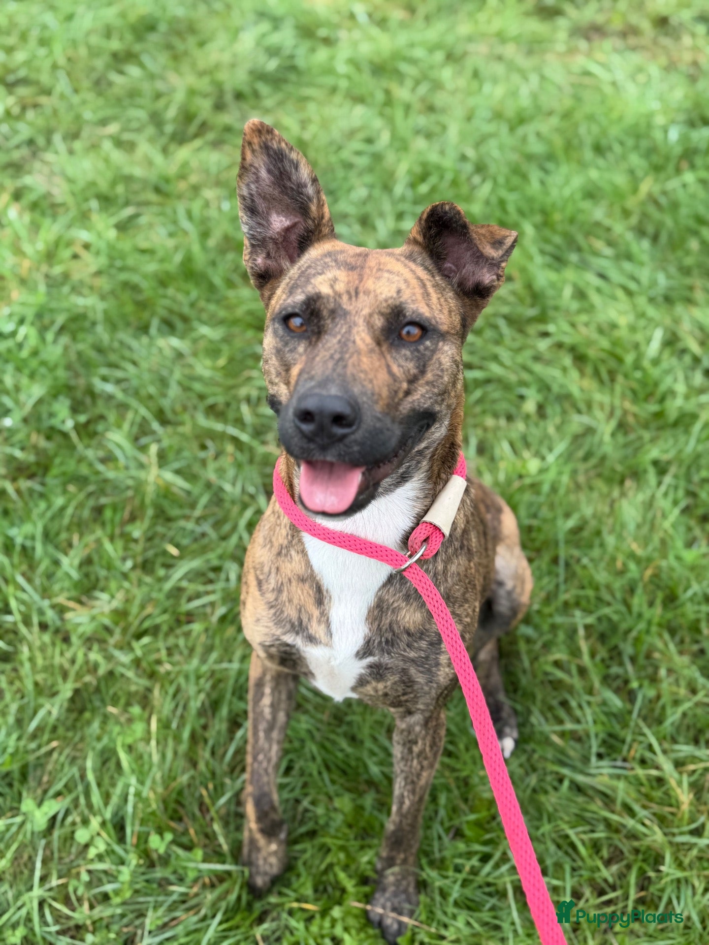 American Staffordshire Terriër honden ter adoptie: Tara  - Advertentie 1