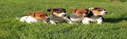 Jack Russel Terriër honden te koop: Jack russel - Advertentie 3