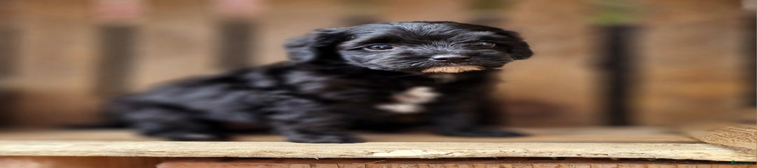 Australian Labradoodle Puppy Benno