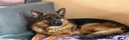 Duitse Herder honden ter dekking:  Duitse herder Dekreu HD en ED vrij - Advertentie 3