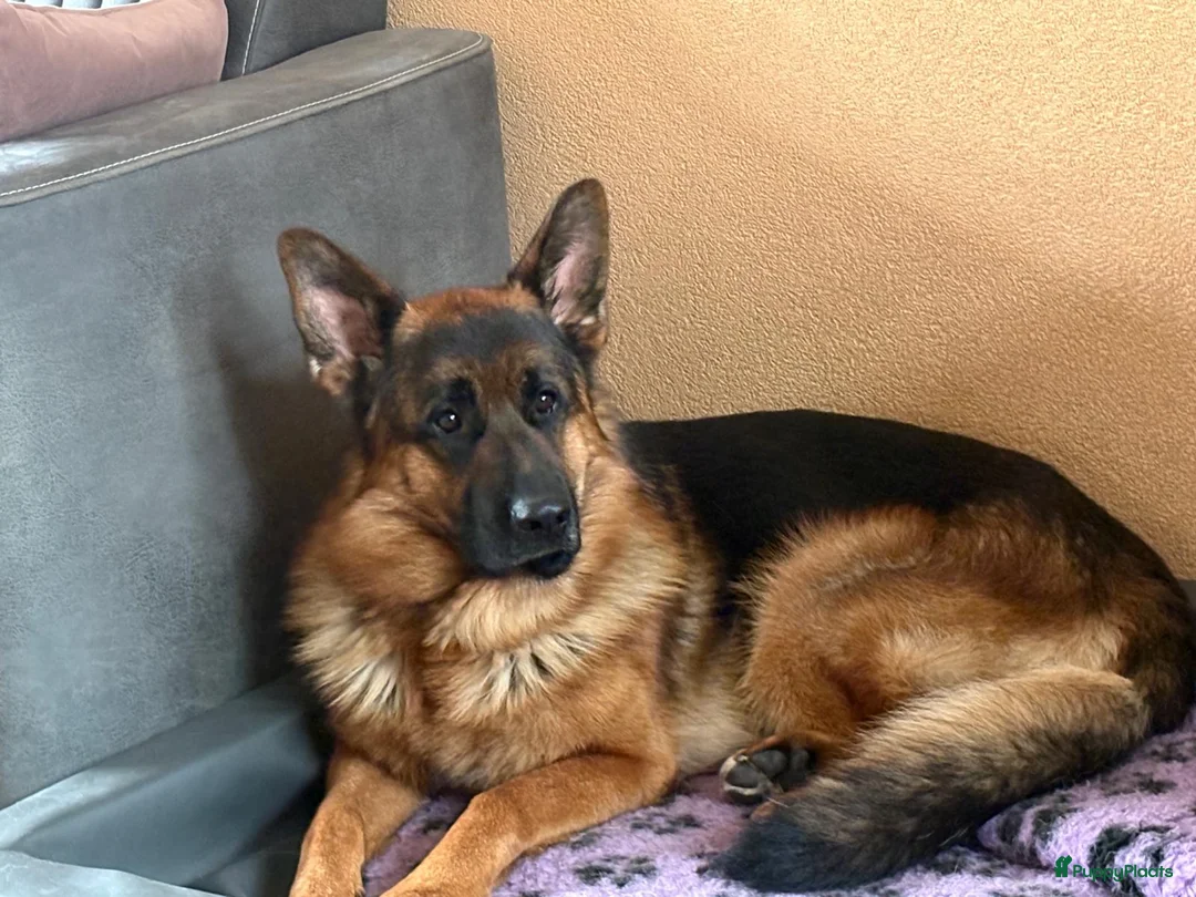 Duitse Herder honden ter dekking:  Duitse herder Dekreu HD en ED vrij - Advertentie 3