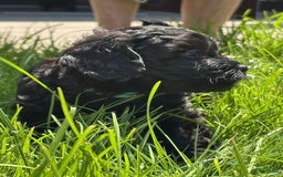 Shihpoo honden te koop: Shihpoo pups - Afbeelding 2