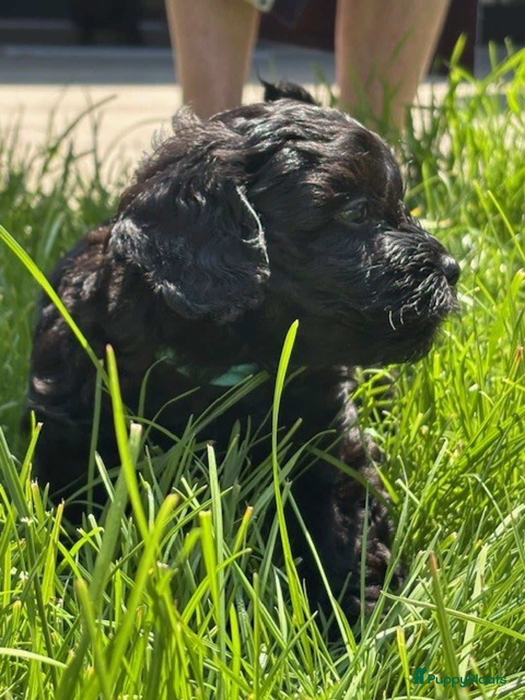 Shihpoo honden te koop: Shihpoo pups - Afbeelding 2
