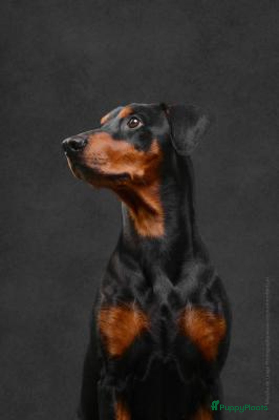 Duitse Pinscher honden te koop: Duitse Pinscher puppy’s - Advertentie 4