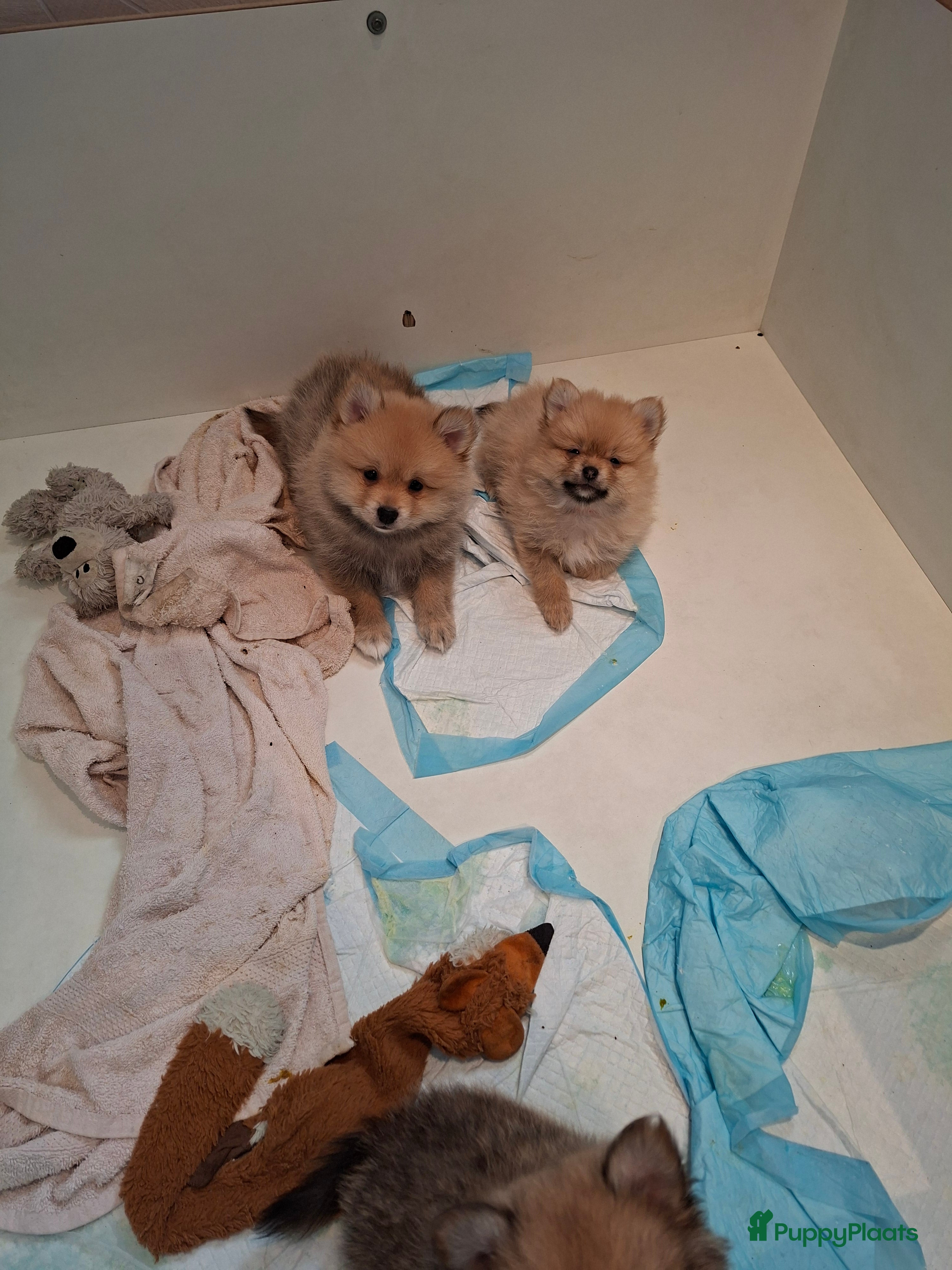 Pomeriaan honden Pomeriaan pups  - Advertentie 2