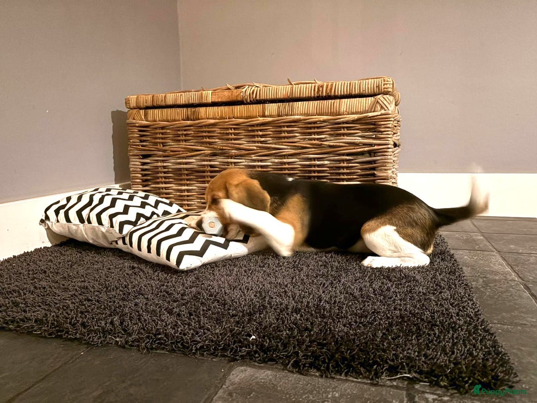 Beagle honden te koop: Beagle pup teef  - Advertentie 10