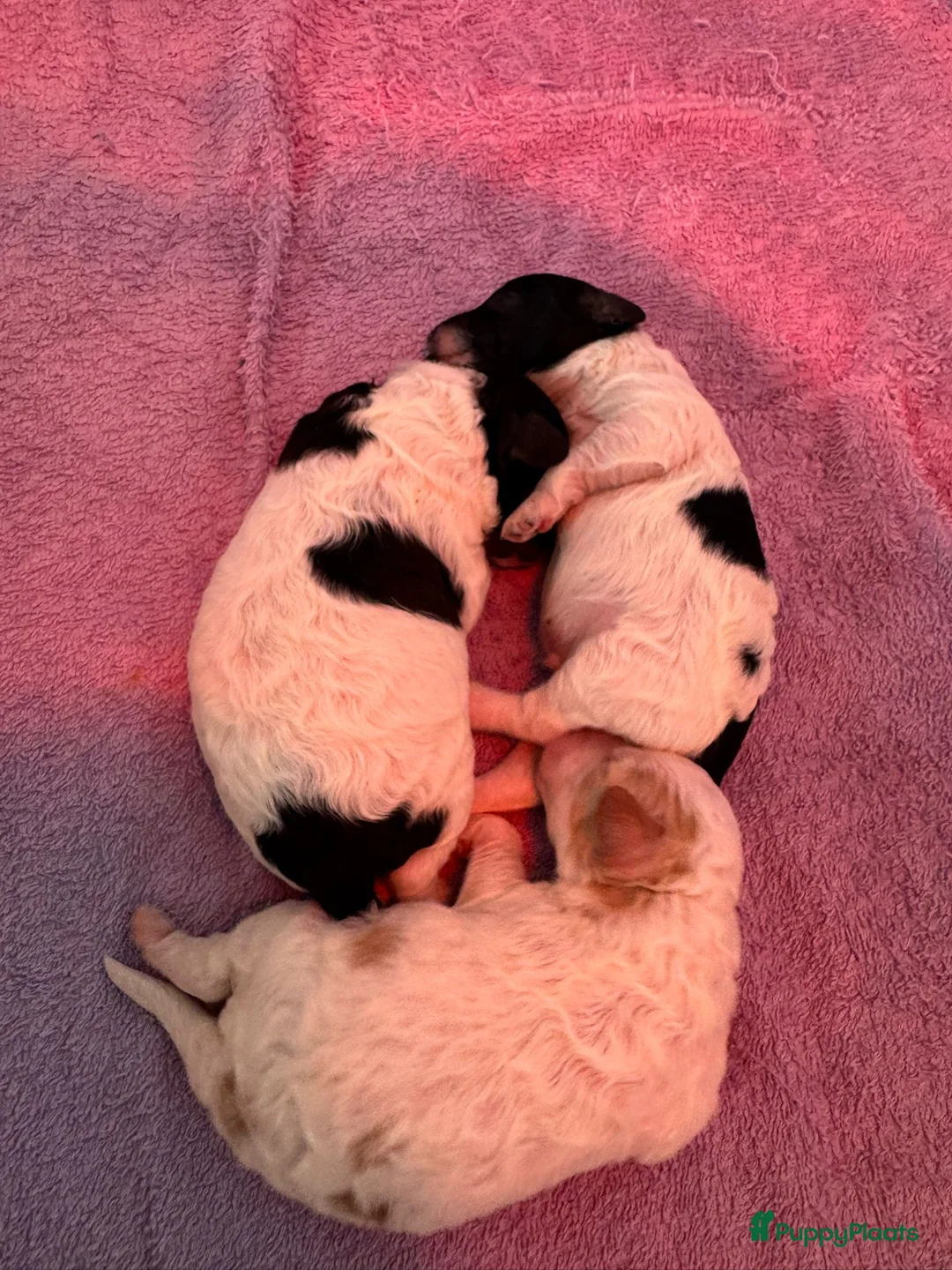 Poedel Toy honden te koop: 3 toy poedel reutjes - Advertentie 11