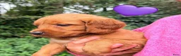 Kruising honden te koop: Lieve Irish Toller pups (Toller x Setter) - Advertentie 9