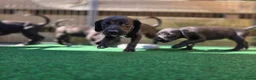 Kruising honden te koop: Prachtige Labradoodle x Dalmatiër puppy's! - Advertentie 26