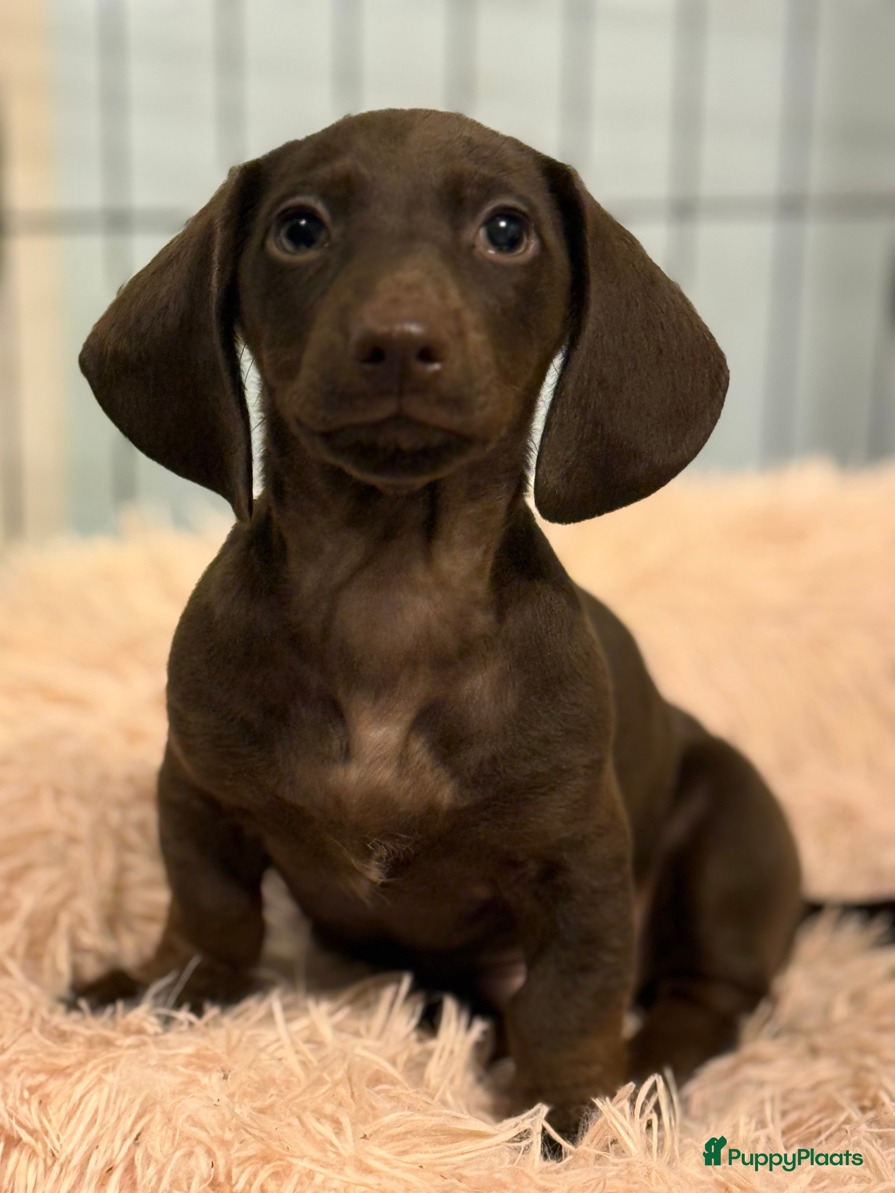 Teckel (korthaar)  honden Dwergteckel  puppies  - Advertentie 1