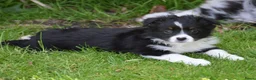 Australian Shepherd honden te koop: Knappe Miniature American Shepherd (MAS) pups - Advertentie 19
