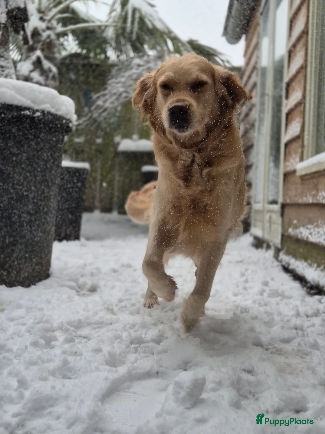 Golden Retriever honden te koop: Liefdevol en huiselijk nest Golden Retriever pups  - Advertentie 3
