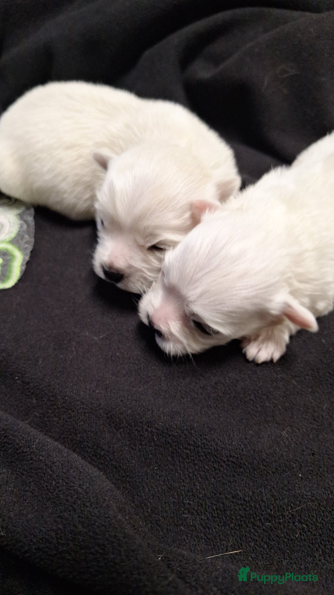 Maltezer honden te koop: Maltezer pups. Rasecht. Vader en moeder aanwezig. - Advertentie 3