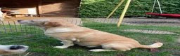 Labrador Retriever honden te koop: Verwacht: Labrador pups, geel en zwart - Advertentie 3