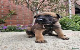 Mechelse Herder honden te koop: Puppy's Mechelse herder - mogen naar nieuw huisje - Afbeelding 26