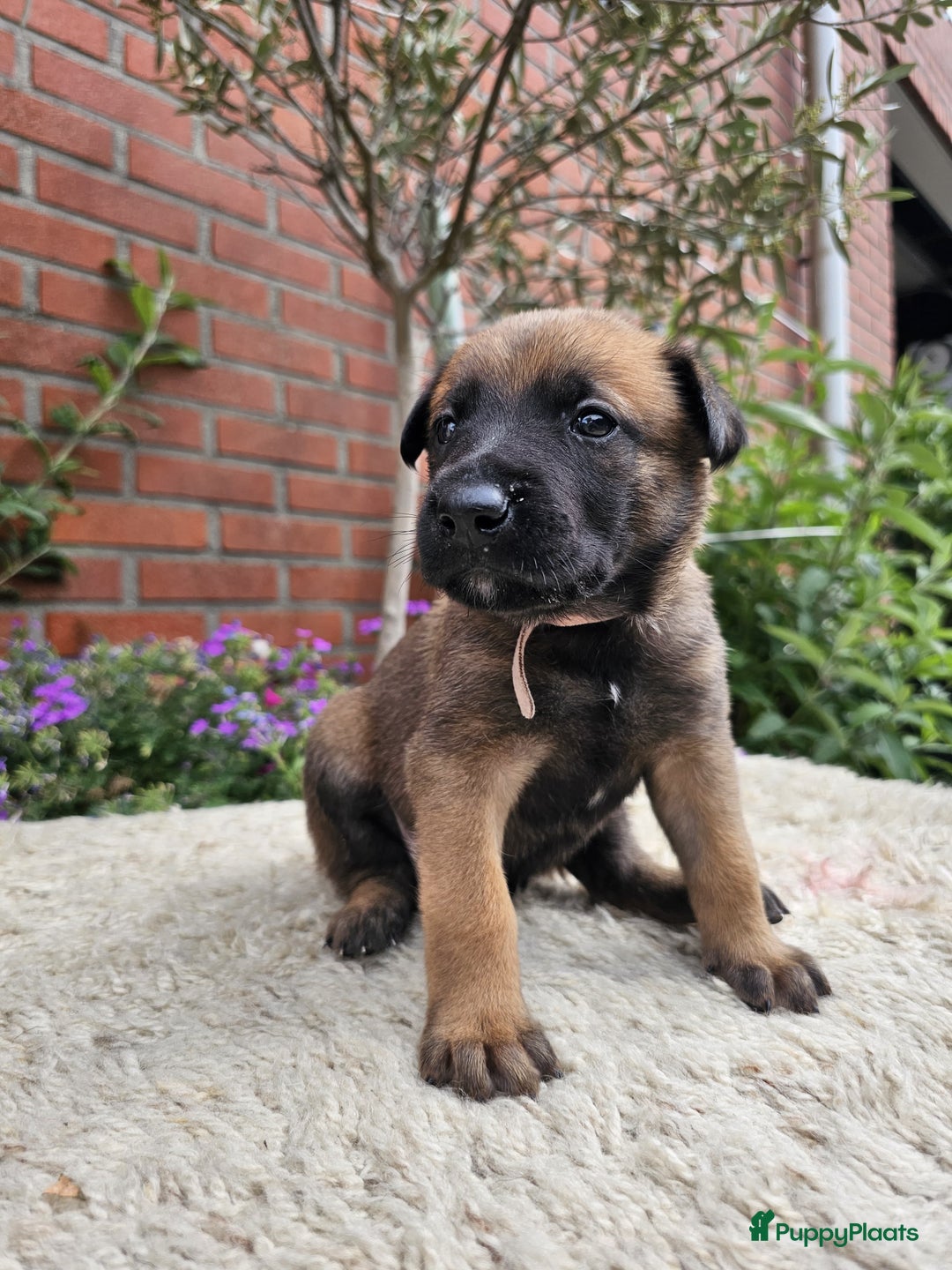 Mechelse Herder honden te koop: Puppy's Mechelse herder - mogen naar nieuw huisje - Afbeelding 26