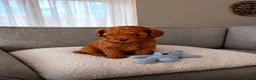 Poedel Toy honden te koop: Toy poedel pup  - Advertentie 1